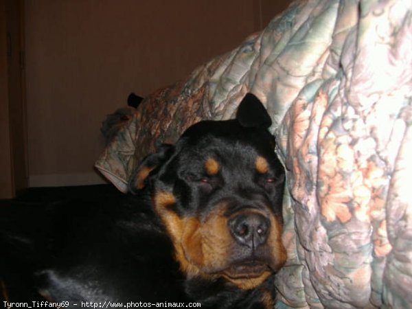 Photo de Rottweiler