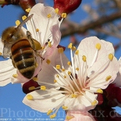 Photo d'Abeille