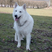 Photo de Berger blanc suisse