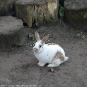 Photo de Lapin