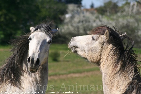 Photo de Races diffrentes