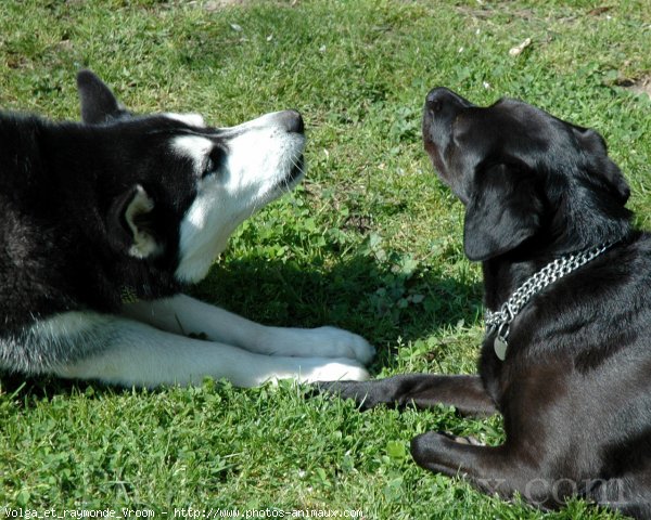 Photo de Husky siberien