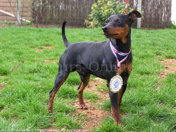 Photo de Pinscher nain