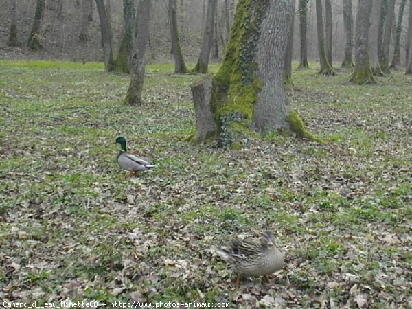 Photo de Canard