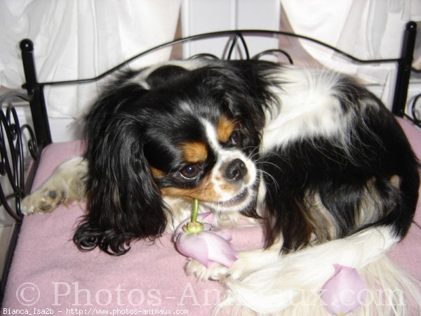 Photo de Cavalier king charles spaniel