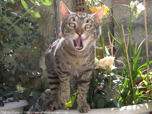 Photo de Chat domestique