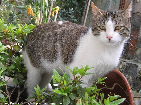 Photo de Chat domestique