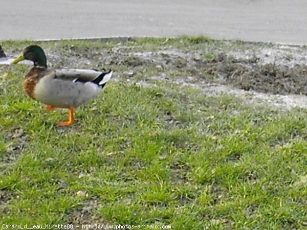 Photo de Canard