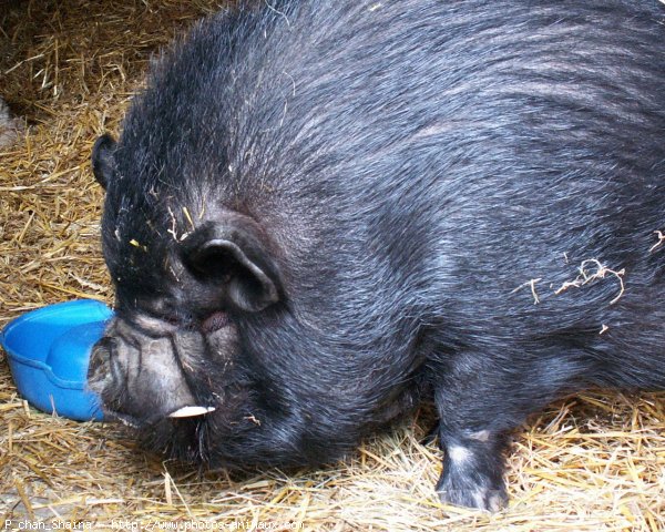 Photo de Cochon