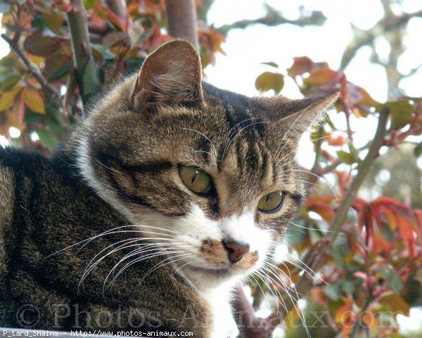 Photo de Chat domestique