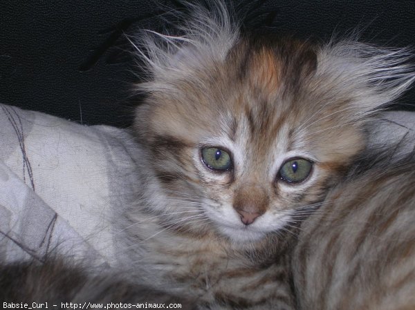 Photo d'American curl poil long