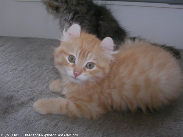 Photo d'American curl poil long