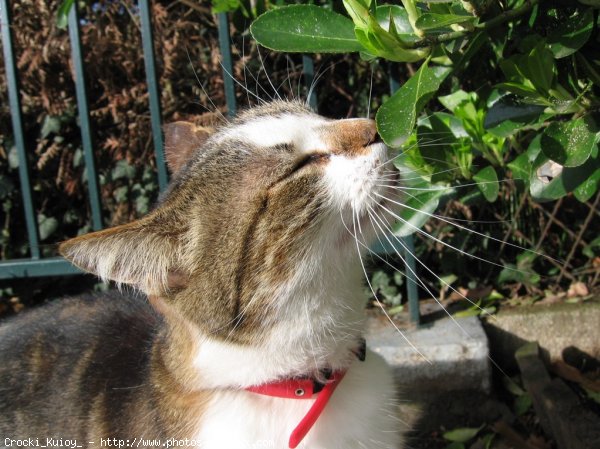 Photo de Chat domestique