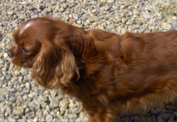 Photo de Cavalier king charles spaniel