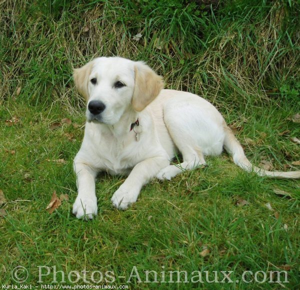 Photo de Golden retriever