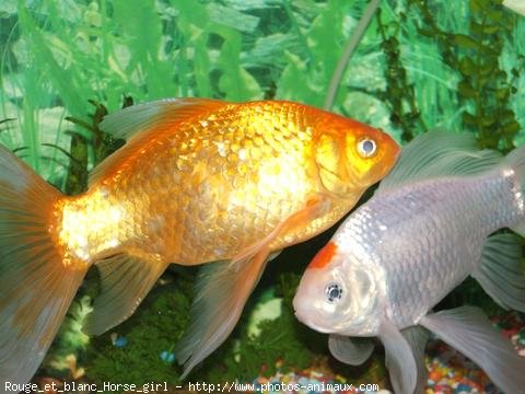 Photo de Poissons rouges