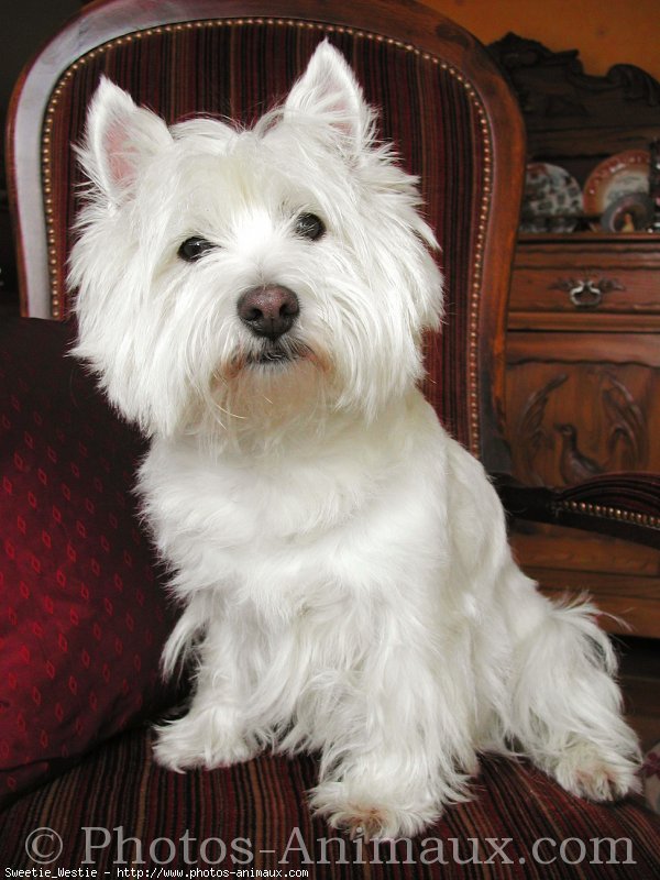 Photo de West highland white terrier