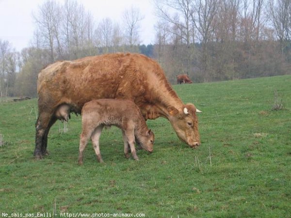 Photo de Vache