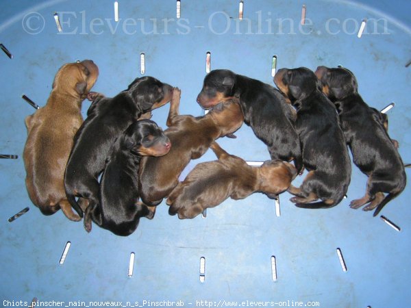 Photo de Pinscher nain