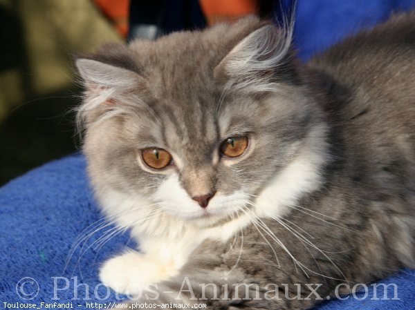 Photo de British longhair