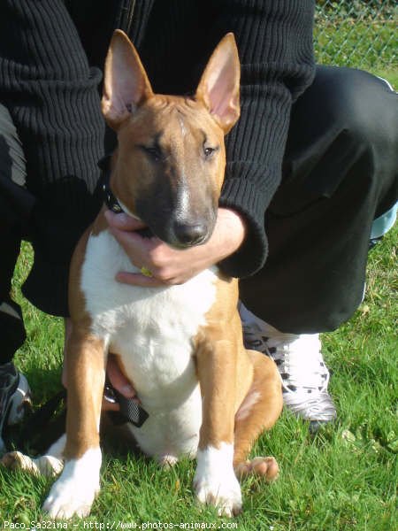 Photo de Bull terrier miniature