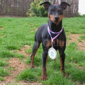 Photo de Pinscher nain