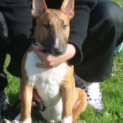 Photo de Bull terrier miniature