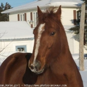 Photo de Quarter horse