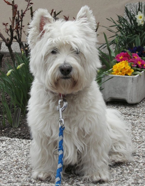 Photo de West highland white terrier