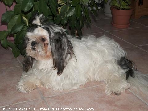 Photo de Shih tzu