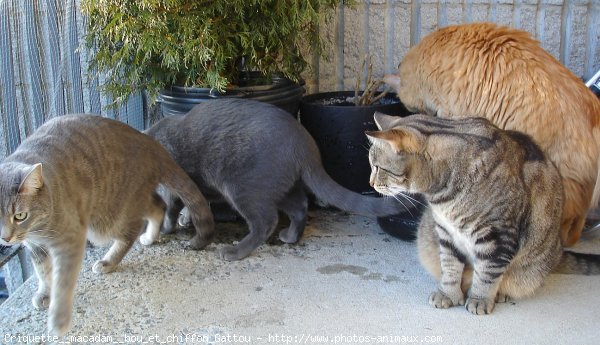 Photo de Chat domestique