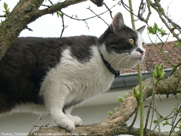 Photo de Chat domestique