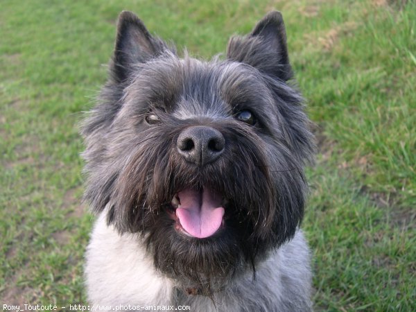 Photo de Cairn terrier