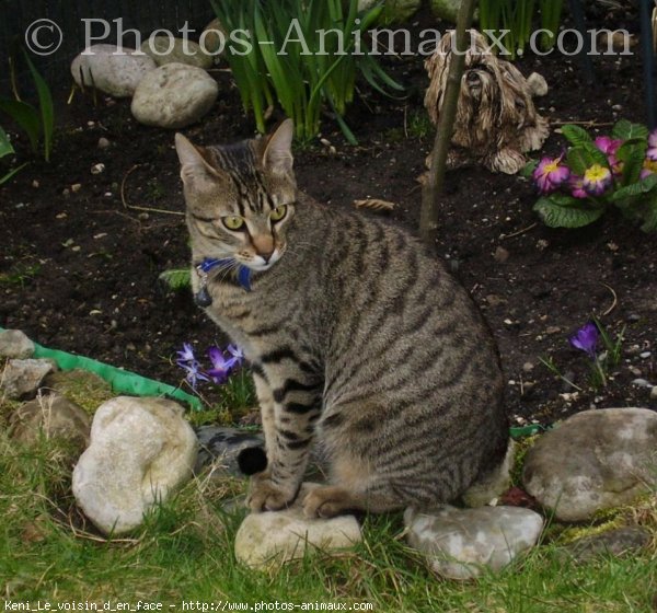 Photo de Chat domestique