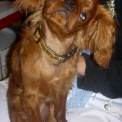 Photo de King charles spaniel