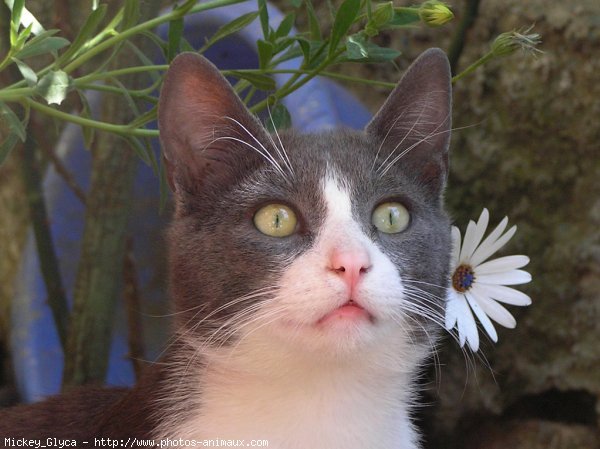 Photo de Chat domestique