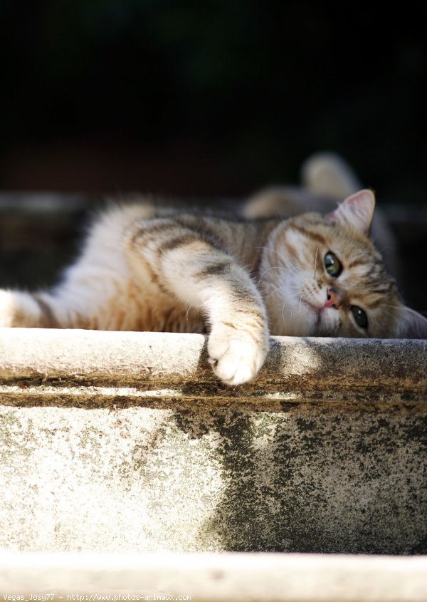 Photo de British shorthair