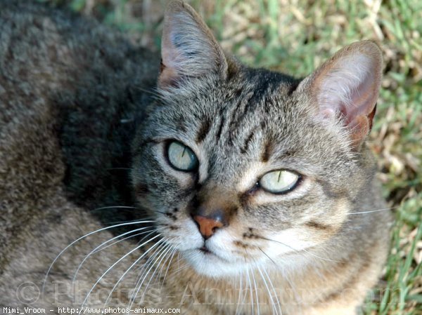 Photo de Chat domestique