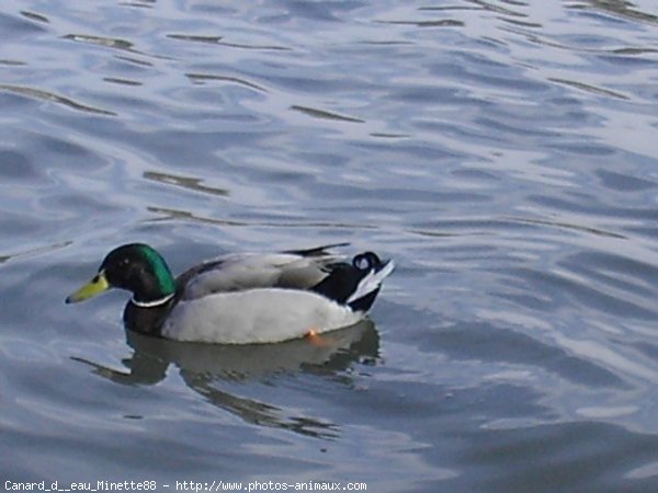 Photo de Canard