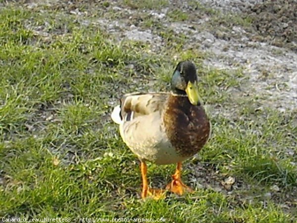 Photo de Canard