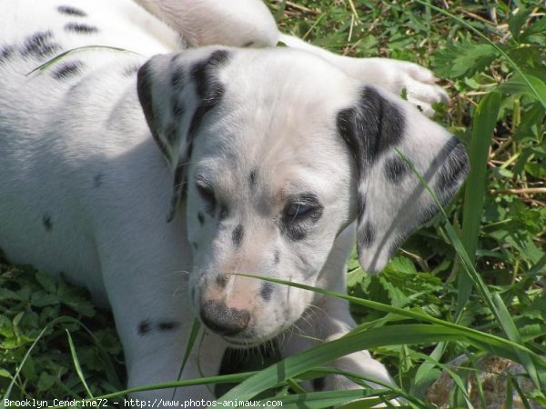 Photo de Dalmatien