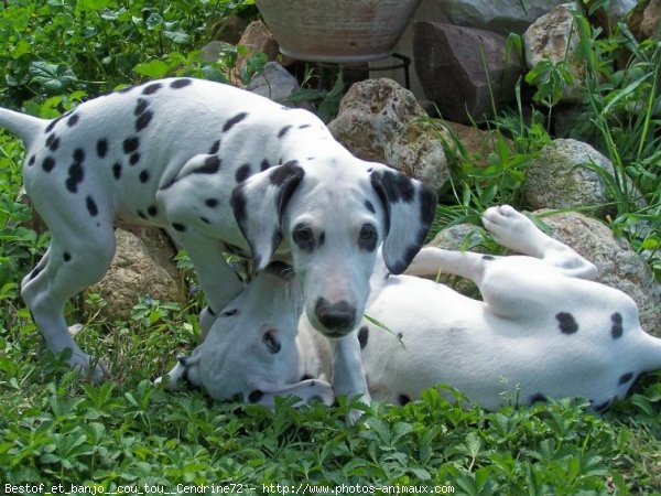 Photo de Dalmatien