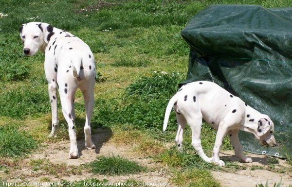 Photo de Dalmatien