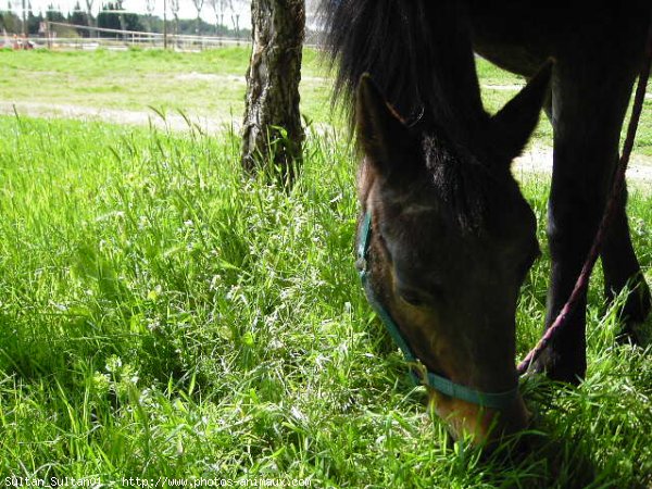 Photo de Races diffrentes