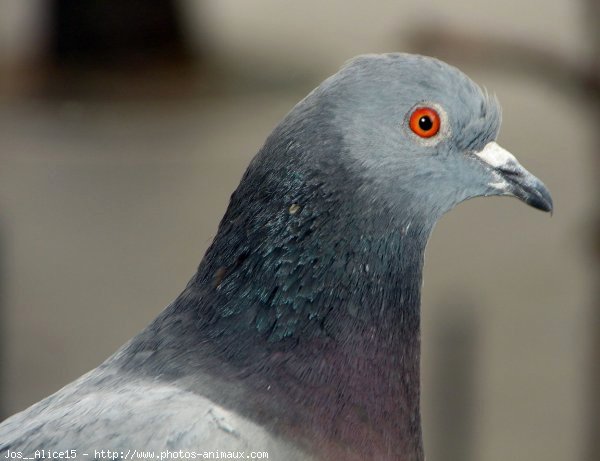 Photo de Pigeon