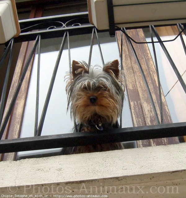 Photo de Yorkshire terrier