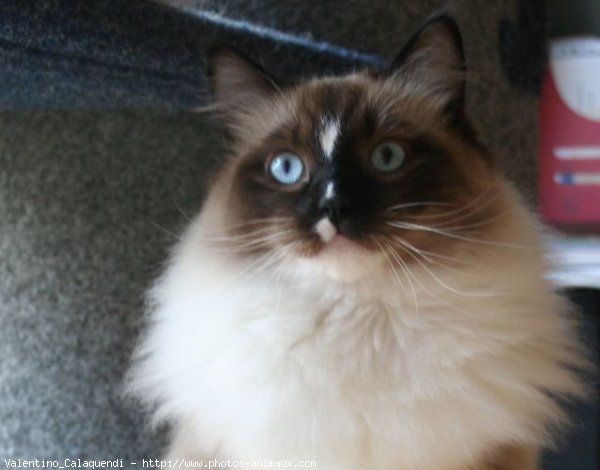 Photo de Ragdoll