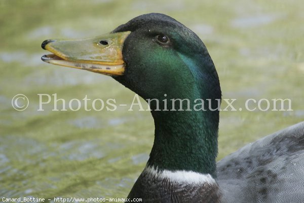 Photo de Canard