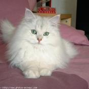 Photo de British longhair