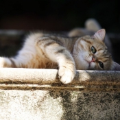 Photo de British shorthair